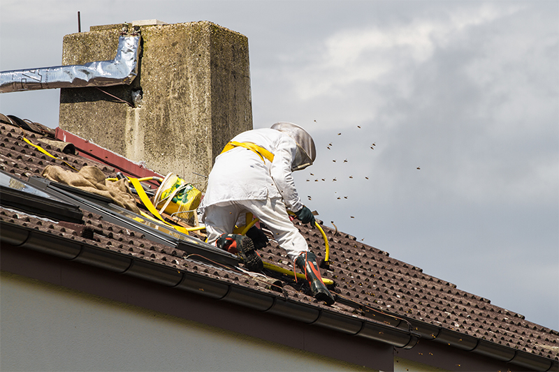 Bee Pest Control in Cheshire United Kingdom