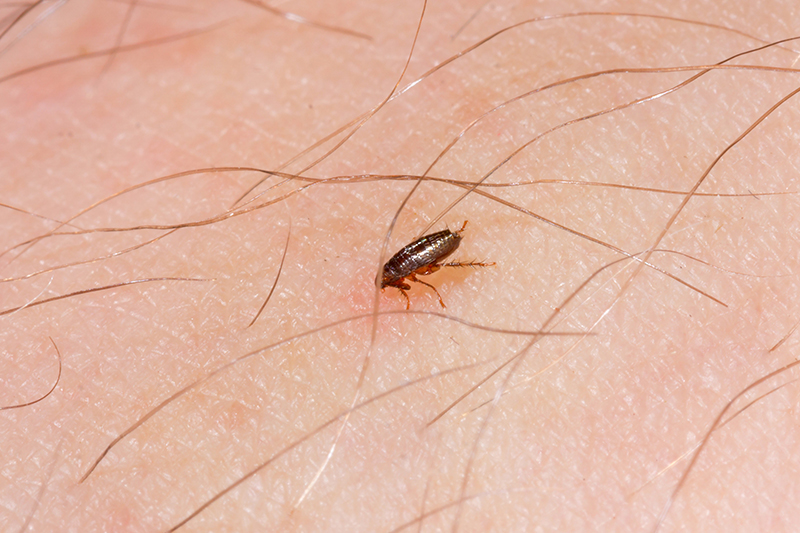 Flea Pest Control in Cheshire United Kingdom