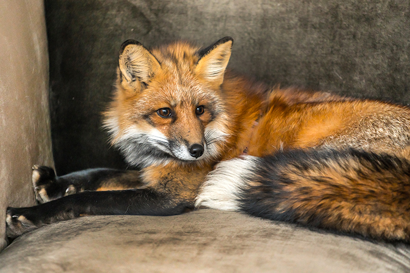 Fox Pest Control in Cheshire United Kingdom
