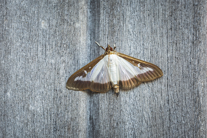 Moth Pest Control in Cheshire United Kingdom